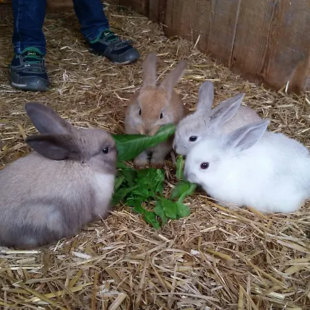 Kampfl Casa de hóspedes Fügen