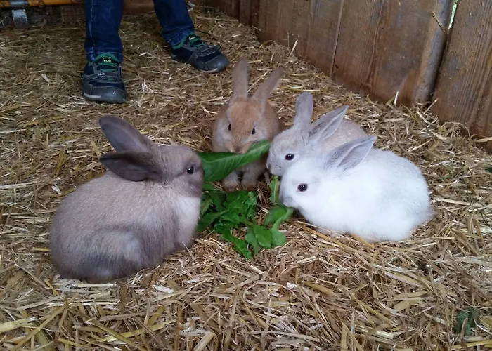卡普夫酒店 招待所 菲根